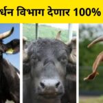 Animal Husbandry Department scheme