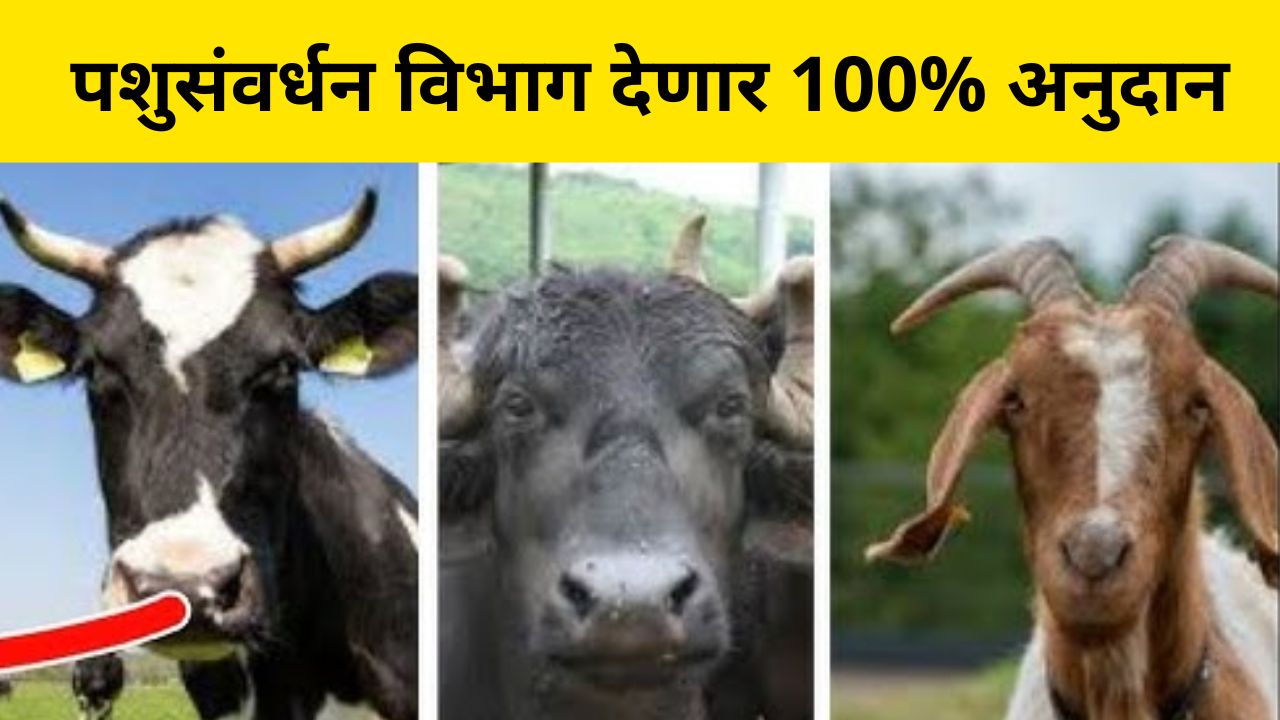 Animal Husbandry Department scheme