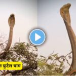 King cobra viral video