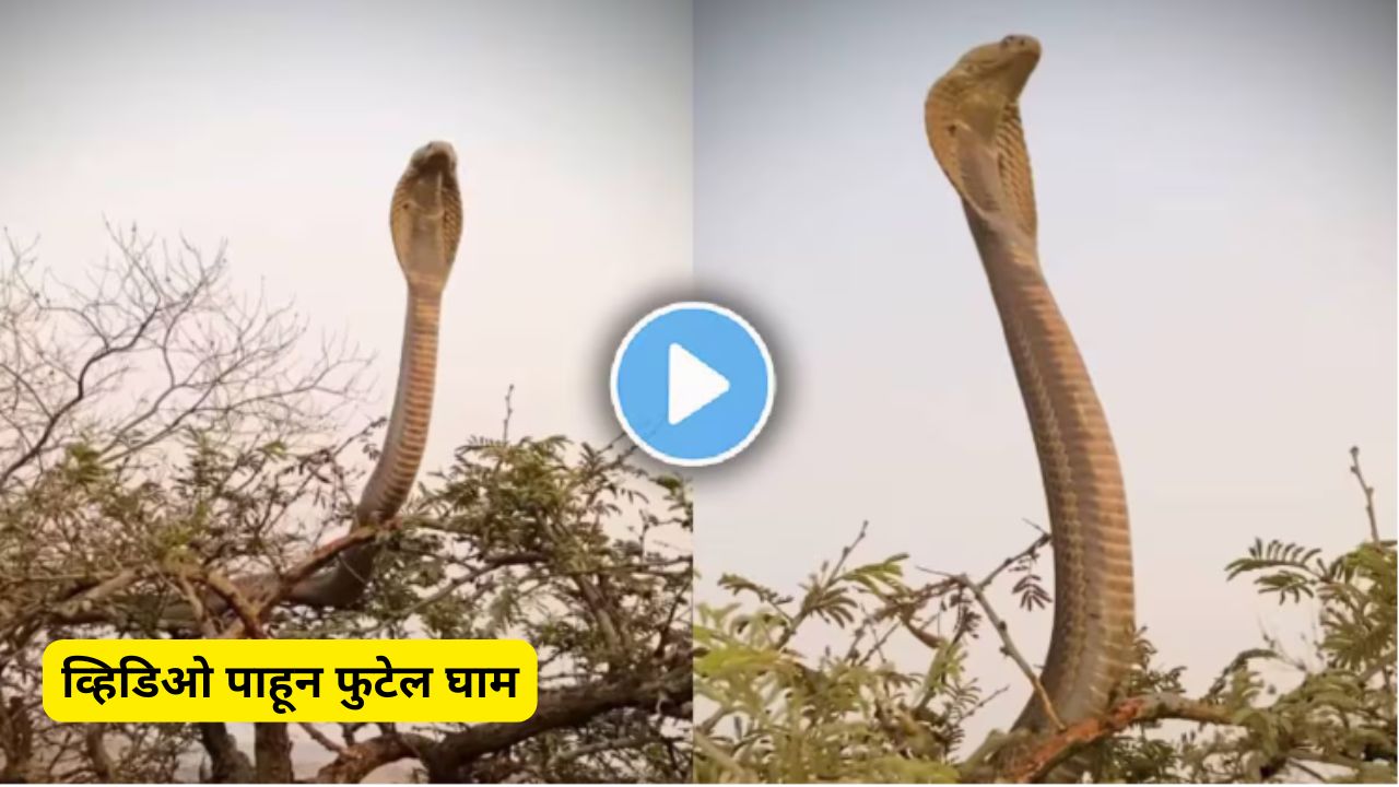 King cobra viral video