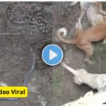 Dog snake fight viral video