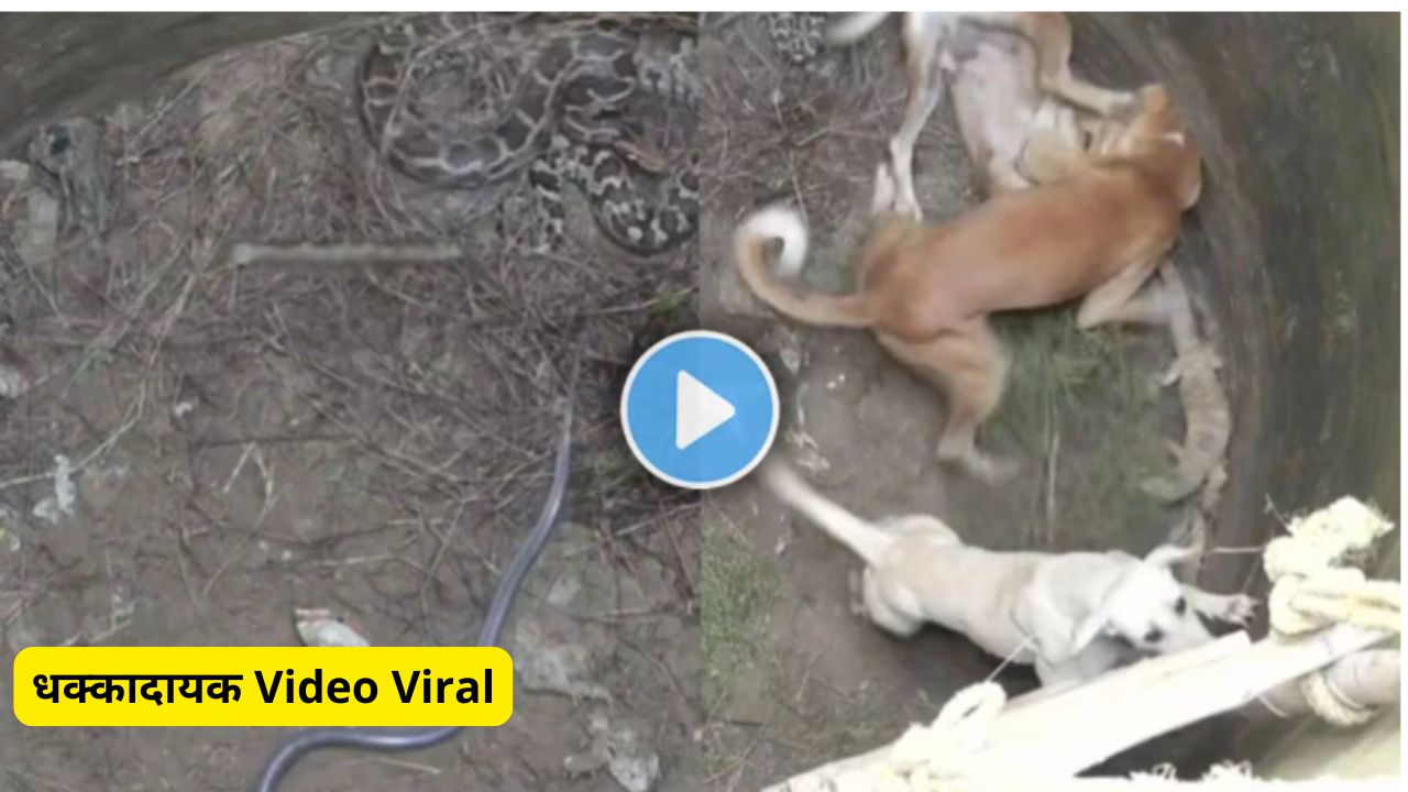 Dog snake fight viral video
