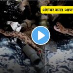 Snake viral video